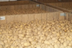 Kartoffellager_2