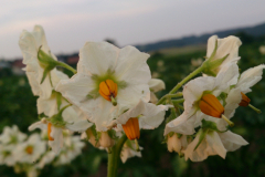 Blüte der Kartoffel