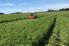 Kartoffelkraut abschlegeln