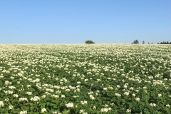 blühendes Kartoffelfeld