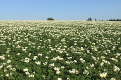 Kartoffelacker blühend_2