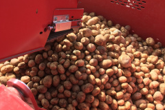 Kartoffelernte 2019