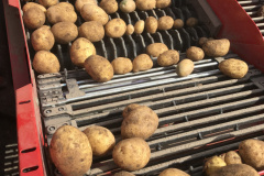 Kartoffelernte 2019