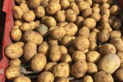 Kartoffelernte 2019