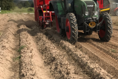 Kartoffelernte 2019