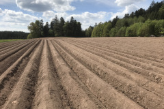 gefräste Kartoffeldämme