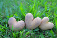 Kartoffelherz_3