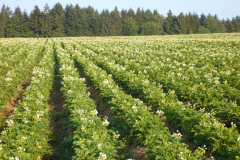 Kartoffelacker blühend