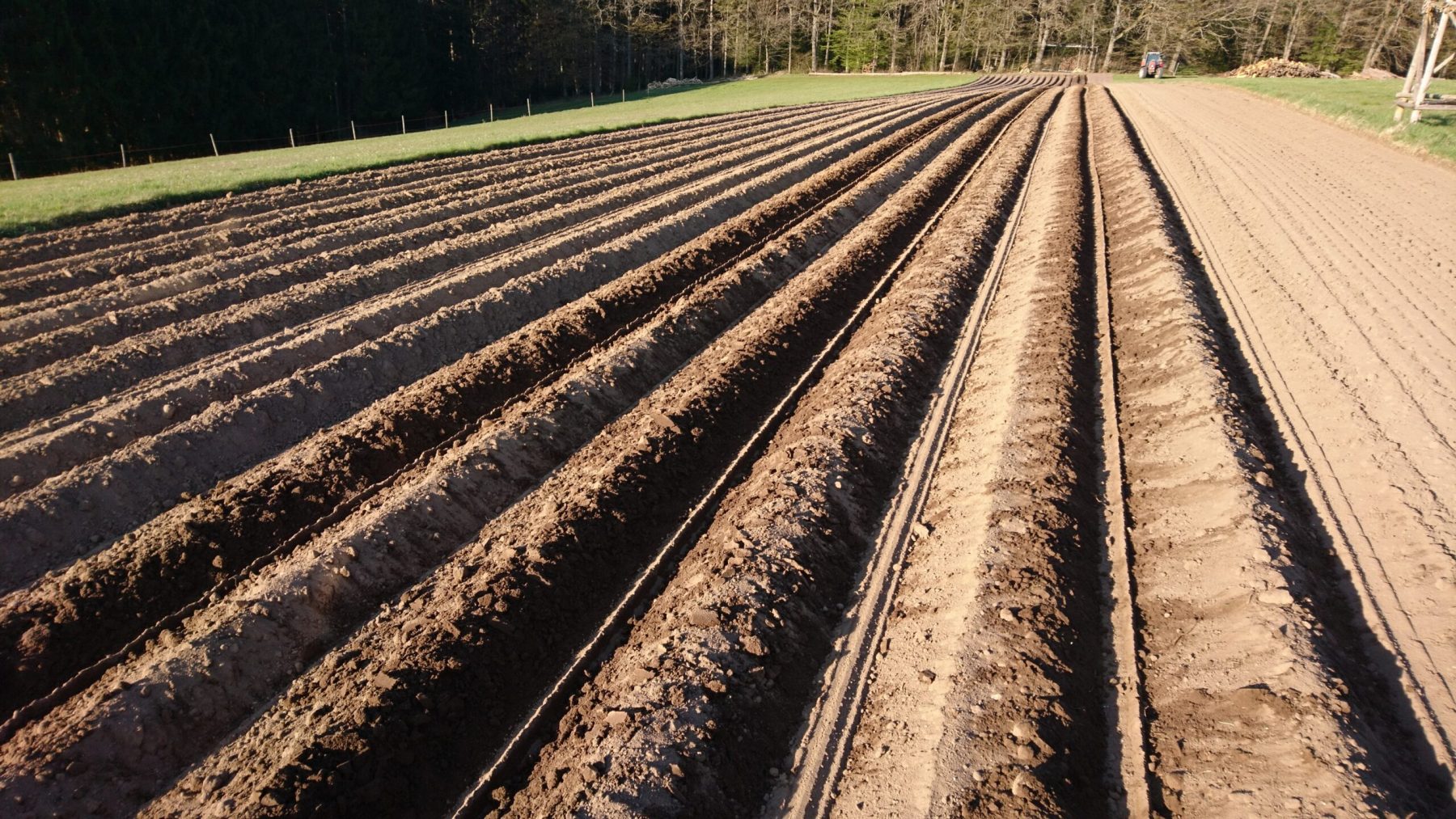 Kartoffeln auspflanzen 2021